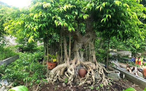 cây cảnh đắt nhất Việt Nam, cây đắt nhất việt nam, cây bonsai đắt nhất việt nam, cây sanh, cây sanh giá đắt nhất việt nam