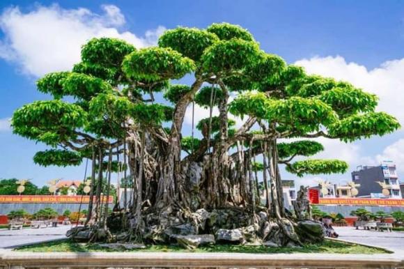cây cảnh đắt nhất Việt Nam, cây đắt nhất việt nam, cây bonsai đắt nhất việt nam, cây sanh, cây sanh giá đắt nhất việt nam