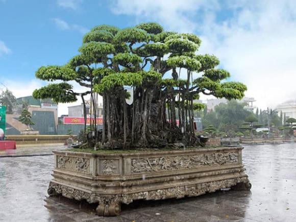 cây cảnh đắt nhất Việt Nam, cây đắt nhất việt nam, cây bonsai đắt nhất việt nam, cây sanh, cây sanh giá đắt nhất việt nam