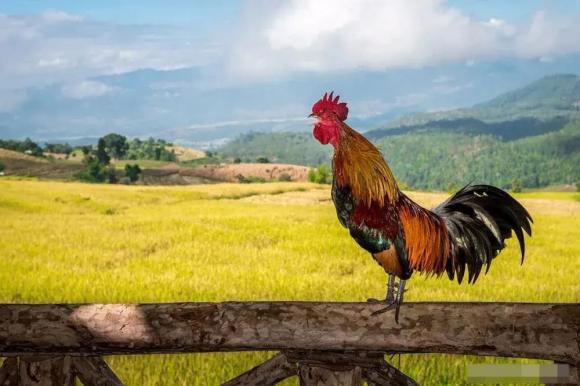 Con gà không quá sáu, con chó không quá tám, tuổi thọ của gà, tuổi thọ của chó