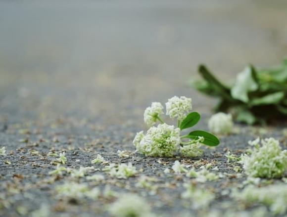 Hoa sữa, Hoa sữa là hoa gì, Hoa sữa mang ý nghĩa gì