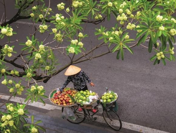 Hoa sữa, Hoa sữa là hoa gì, Hoa sữa mang ý nghĩa gì