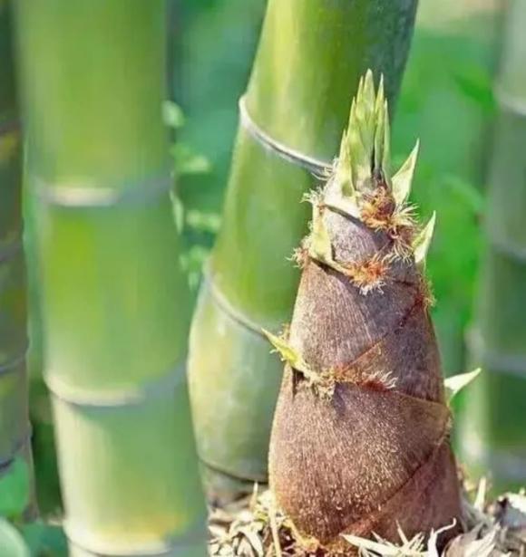rau phải chần qua khi chế biến, tại sao phải chần rau trước khi nấu