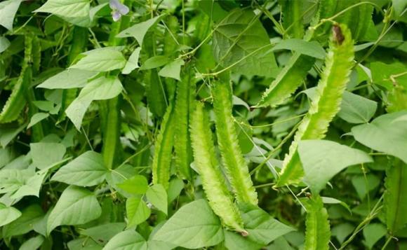 đậu rồng, công dụng của đậu rồng, đậu rồng nấu gì ngon