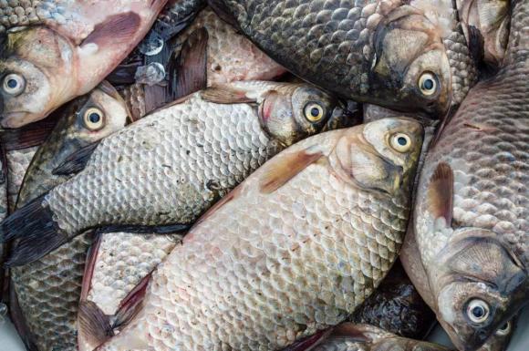 Ăn cá bao nhiêu lần một tuần là tốt nhất, ăn cá