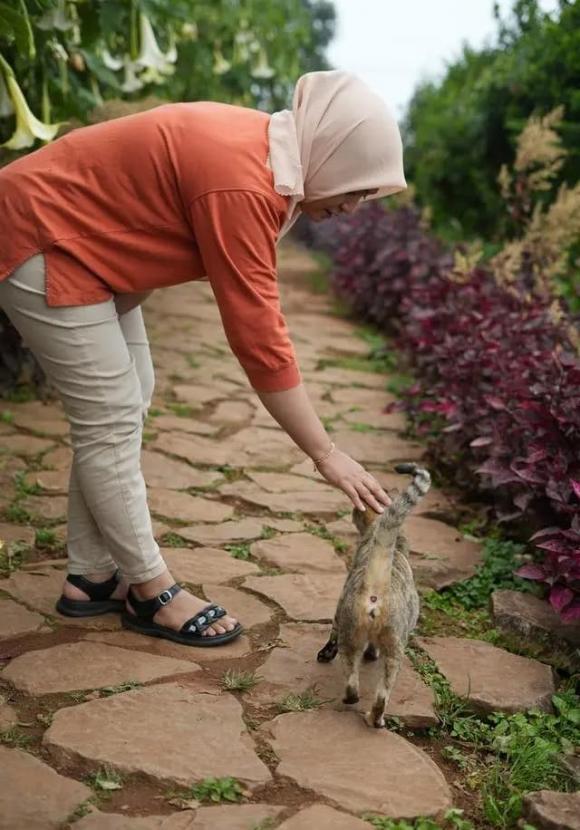 mèo đi lạc, nuôi mèo