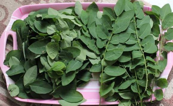 rau ngót, bảo quản rau ngót, rau ngót nấu gì, rau ngót nấu trứng, rau ngót nấu tôm, rau ngót luộc