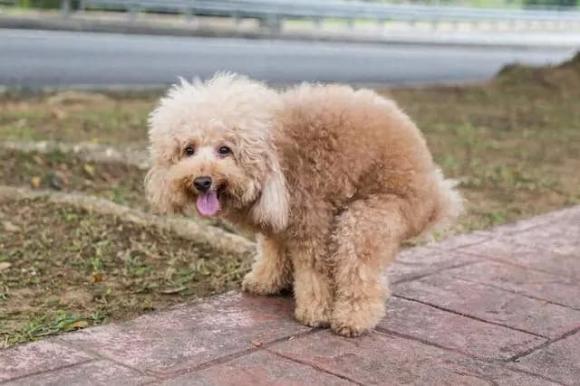 tại sao chó quay vòng tròn trước khi ị, chó đi ị