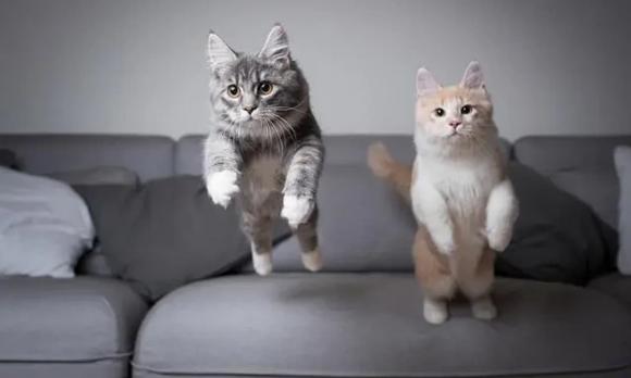 da thật, da nhân tạo, mẹo vặt gia đình