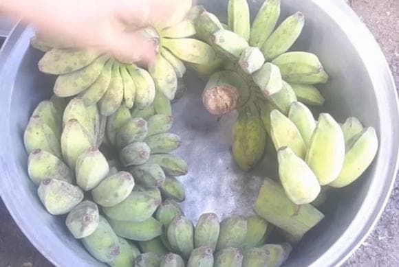 Chuối xanh, Chuối xanh thắp hương, chuối xanh nhanh chín khi thắp hương, thắp hương chuối, kiến thức 