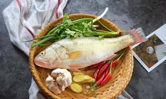 cá chẽm, cá vược