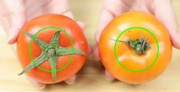 cà chua, kinh nghiệm đi chợ, chọn cà chua