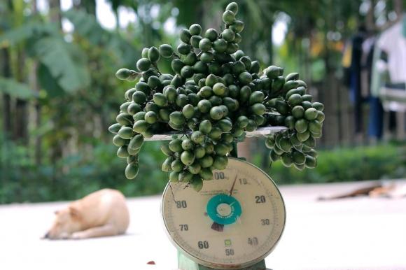 giá quả cau, giá cau, giá cau tăng, quả cau, quả cau đẹp, kiến thức 