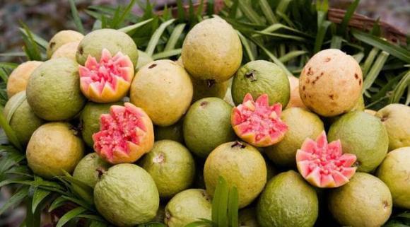trà ổi, tác dụng của trà ổi