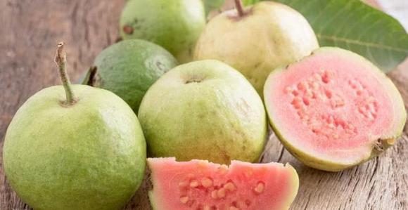 trà ổi, tác dụng của trà ổi