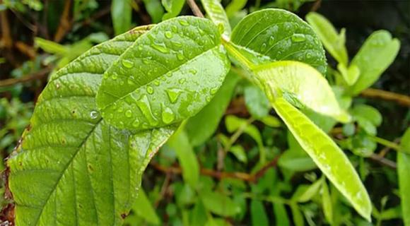 trà ổi, tác dụng của trà ổi
