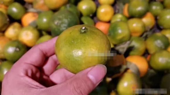 quả cam, cam ngon, mẹo vặt gia đình 