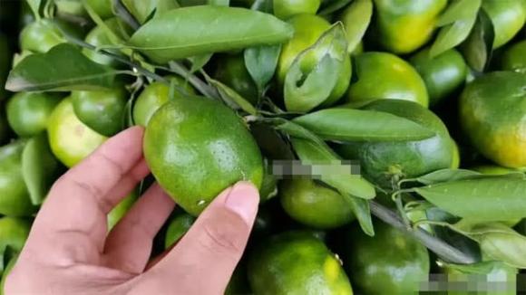 quả cam, cam ngon, mẹo vặt gia đình 