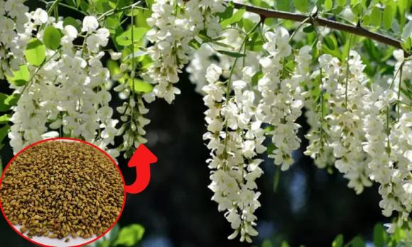 trồng cây, trồng hoa, giâm cành, cắt và giâm canh·