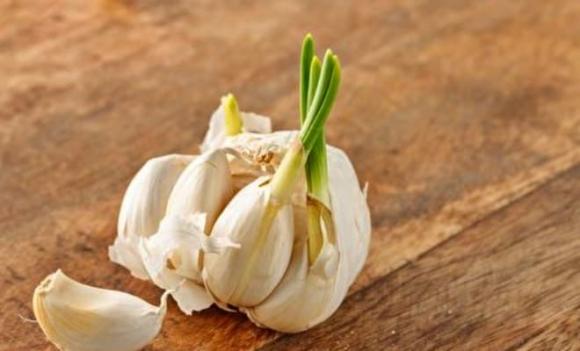 cách chọn tỏi, loại tỏi nhất định đừng mua, cách chọn tỏi chất lượng