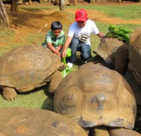 con rùa sống lâu nhất thế giới, rùa khổng lồ Aldabra