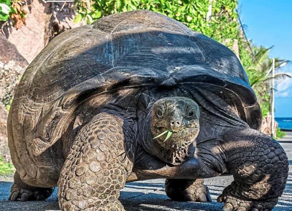 con rùa sống lâu nhất thế giới, rùa khổng lồ Aldabra