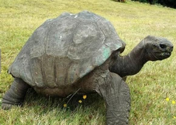 con rùa sống lâu nhất thế giới, rùa khổng lồ Aldabra