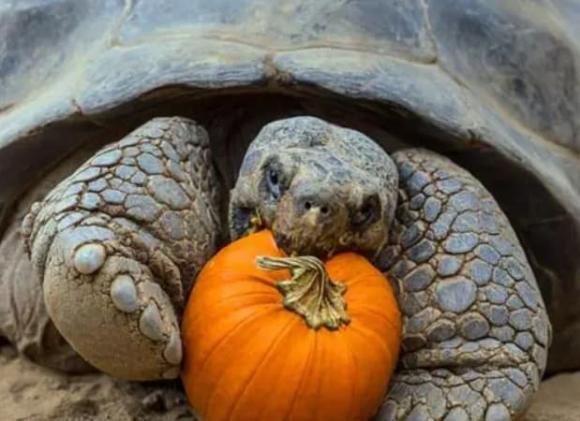 con rùa sống lâu nhất thế giới, rùa khổng lồ Aldabra