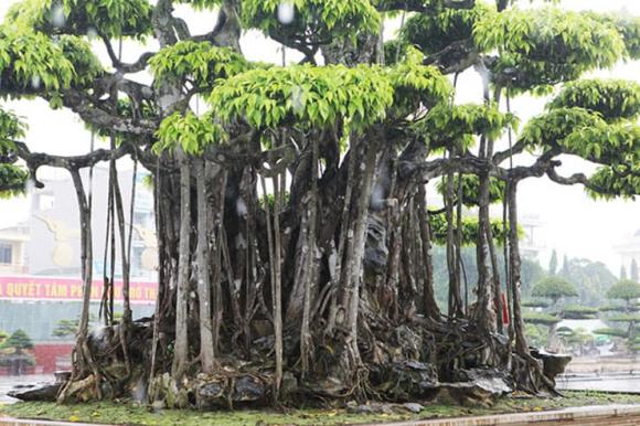 Cây sanh, cây sanh có giá 460 tỷ