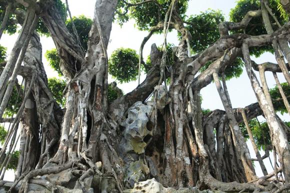 Cây sanh, cây sanh có giá 460 tỷ