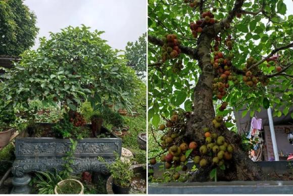 Trồng cây sung ở đâu trong nhà hút tài lộc nhất, trông cây sung phong thủy, cách để cây sung ra nhiều quả