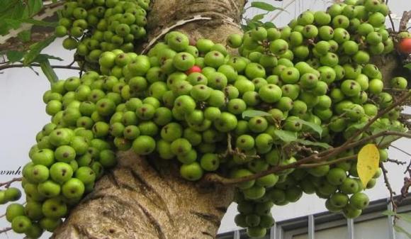 Trồng cây sung ở đâu trong nhà hút tài lộc nhất, trông cây sung phong thủy, cách để cây sung ra nhiều quả