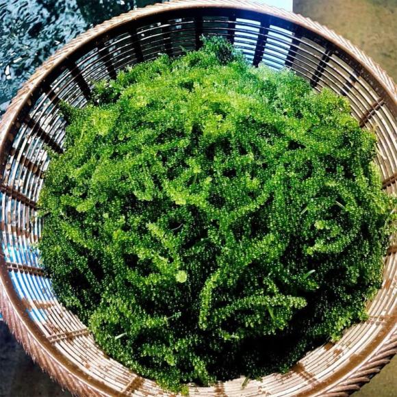 rong nho, tác dụng của rong nho 