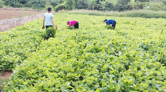 Nông dân 8x, nông dân 8x nuôi tằm, nông dân 8x thu tiền tỷ