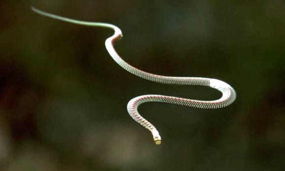 Tam đại mãng xà, Trăn cộc Python brongersmai, Trăn gấm Python reticulatus