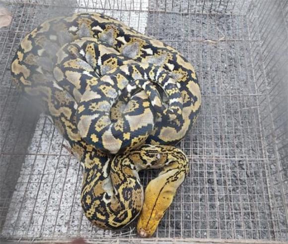 Tam đại mãng xà, Trăn cộc Python brongersmai, Trăn gấm Python reticulatus