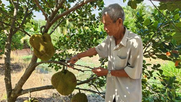 Giống mít lạ, mẹo trồng mít, cụ ông trồng giống mít lạ