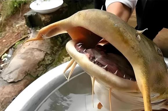 ca-tre-khong-lo (1).jpg 0 cá lạ, cá trê khổng lồ