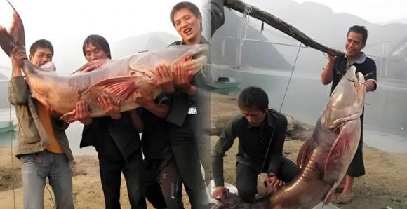 cá lạ, cá trê khổng lồ