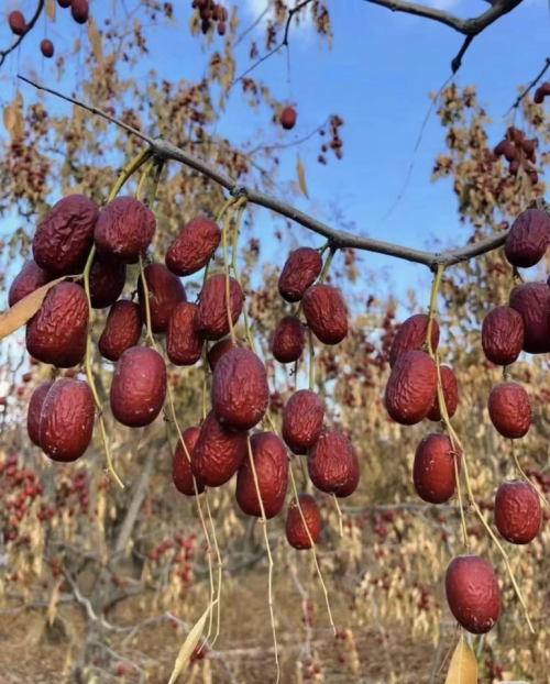 táo đỏ, chà là, 