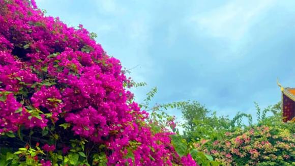 hoa giấy nở đúng dịp Tết, tưới nước cho hoa giấy, Mẹo trồng cây, chăm sóc cây cảnh
