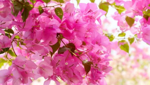 hoa giấy nở đúng dịp Tết, tưới nước cho hoa giấy, Mẹo trồng cây, chăm sóc cây cảnh
