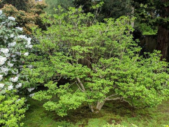 cành lá, cành lá đắt nhất việt nam, thạch nam, kiến thức
