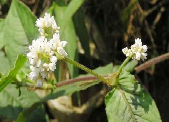 Cây Thồm Lồm, Thồm Lồm 