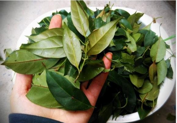 Cây Thồm Lồm, Thồm Lồm 