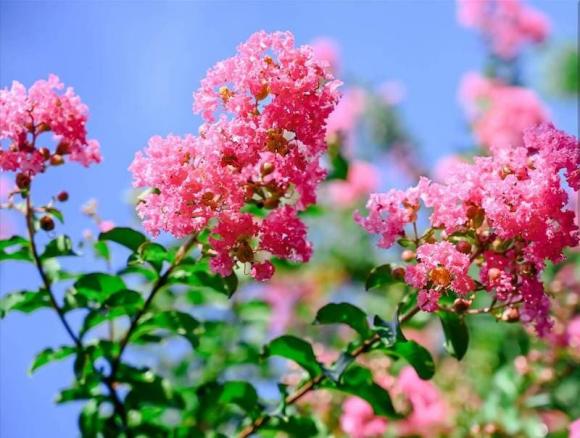 tường vi, trồng tường vi, tường vi trồng trước nhà, kiến thức