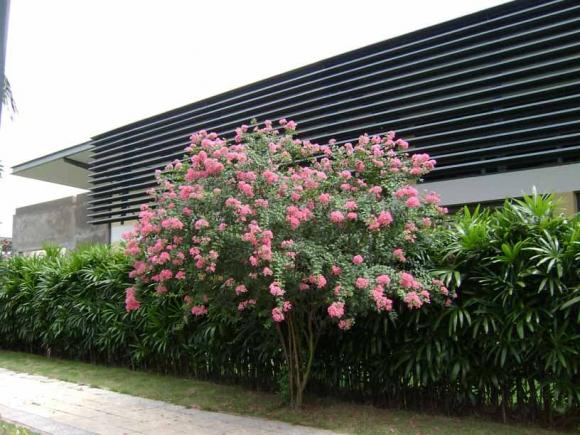 tường vi, trồng tường vi, tường vi trồng trước nhà, kiến thức
