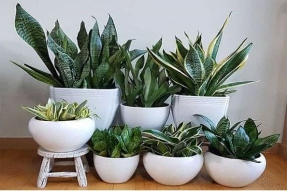 Cây lưỡi mèo , cây lưỡi hổ, ý nghĩa phong thủy
