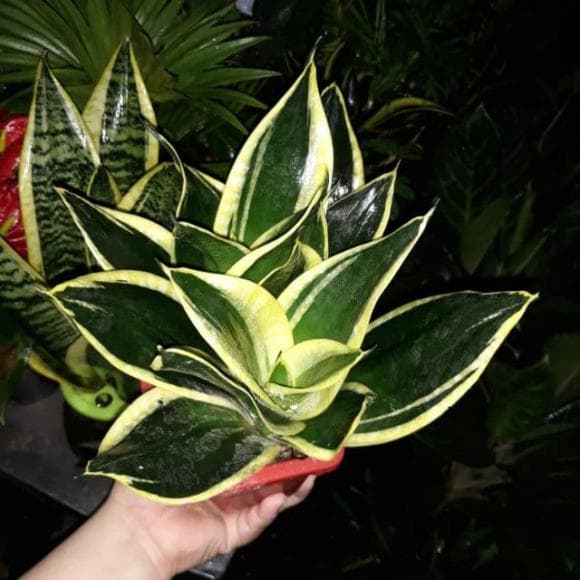 Cây lưỡi mèo , cây lưỡi hổ, ý nghĩa phong thủy