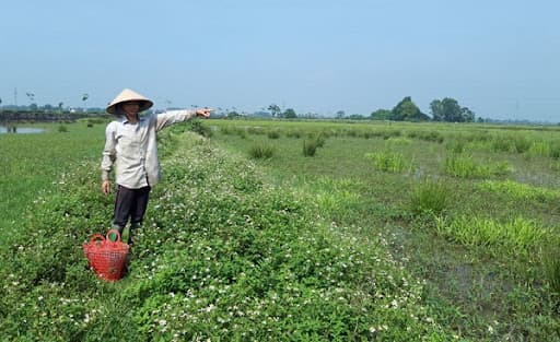 Nhà nước thu hồi đất, thu hồi đất, đền bù khi thu hồi đất, kiến thức 